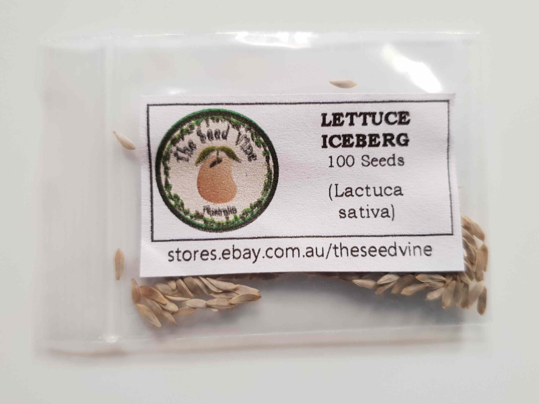 Lactuca sativa - Lettuce Iceberg (Organic) - The Seed Vine