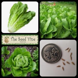 lactuca-sativa-lettuce-parris-is-cos-main