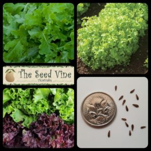 lactuca-sativa-lettuce-salad-green-main