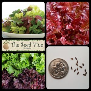 lactuca-sativa-lettuce-salad-red-main