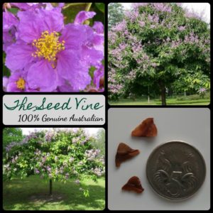 lagerstroemia-speciosa-queens-crepe-myrtle-tree-seeds - MAIN