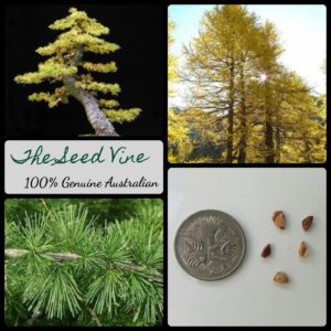 larix-decidua-european-larch-tree-seeds - MAIN