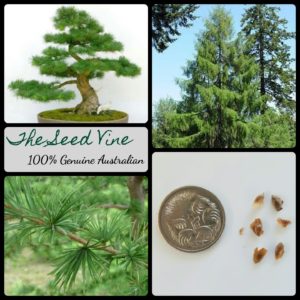 larix-kaempferi-japanese-larch-tree-seeds - MAIN