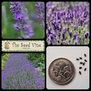 lavandula-angustifolia-lavender-munstead-main