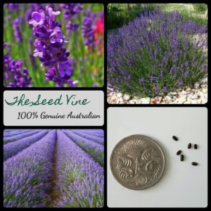 lavandula-angustifolia-true-english-lavender-seeds - MAIN