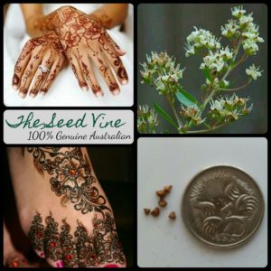 lawsonia-inermis-henna-plant-tree-seeds-MAIN
