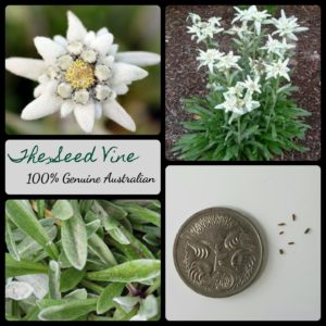 leontopodium-alpinum-austrian-edelweiss-seeds - MAIN