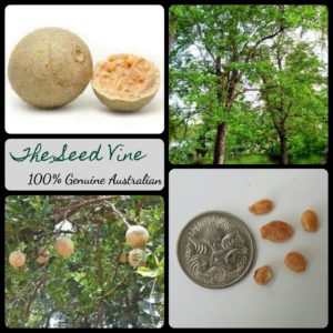 limonia-acidissima-wood-apple-tree-seeds - MAIN
