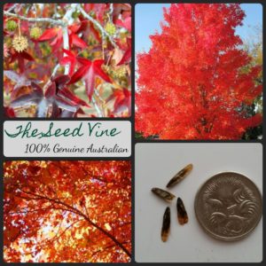 liquidambar-styraciflua-american-sweetgum-tree-seeds - MAIN
