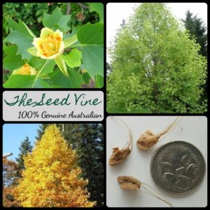 liriodendron-tulipifera-american-tulip-seeds - MAIN