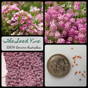 lobularia-maritima-rosie-o-day-seeds - MAIN