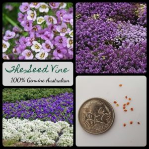 lobularia-maritima-violet-queen-seeds - MAIN