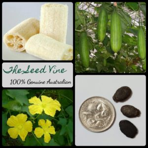 luffa-cylindrica-sponge-gourd-seeds-MAIN