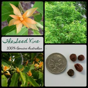 magnolia-champaca-champak-magnolia-tree-seeds - MAIN