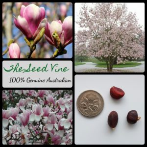 magnolia-x-soulangeana-saucer-magnolia-tree-seeds - MAIN