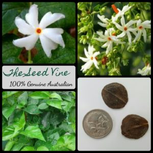 nyctanthes-arbor-tristis-night-flowering-jasmine-flower-seeds-MAIN