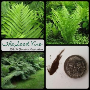 matteuccia-struthiopteris-ostrich-fern-spores-seeds - MAIN