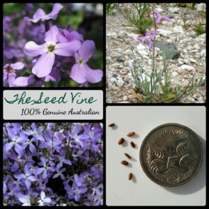 matthiola-bicornis-night-scented-stock-flower-seeds - MAIN