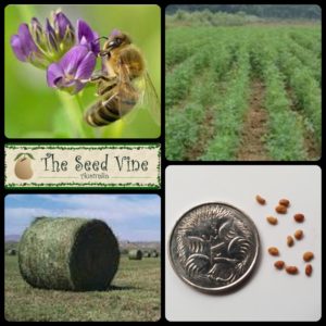 medicago-sativa-alfalfa-lucerne-main