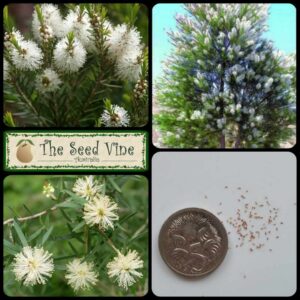 Melaleuca alternifolia - Medicinal Tea Tree - main