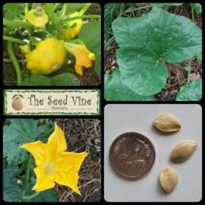 Cucurbita pepo - Yellow Squash - main