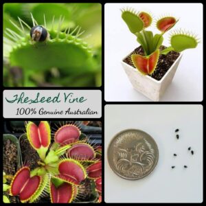 dionaea-muscipula-venus-fly-trap-MAIN