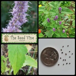 Agastache foeniculum Anise Hyssop