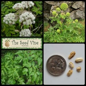 Angelica archangelica - Angelica