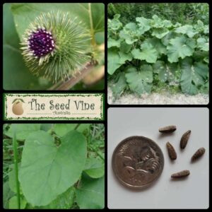 Arctium lappa - Burdock Takinogawa