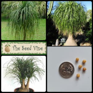 Beaucarnea recurvata Ponytail Palm
