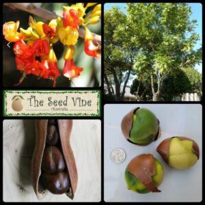 Castanospermum australe - Magic Bean