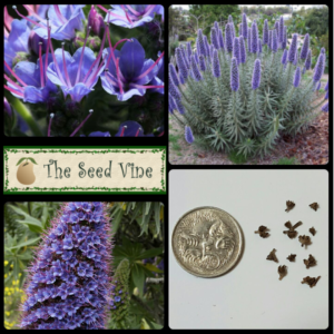 Echium candicans - Pride of Madeira - Purple Flower