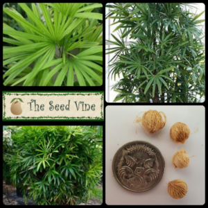 Rhapis excelsa-Lady Palm - main