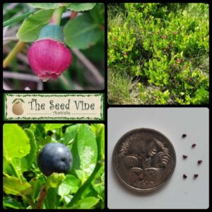 Vaccinium myrtillus Bilberry