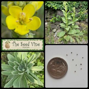 Verbascum thapsus - Greater Mullein