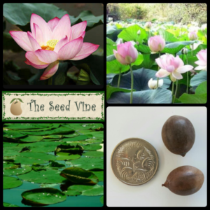 nelumbo nucifera sacred lotus seeds main