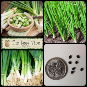 Allium cepa - Spring Onion White Lisbon - main