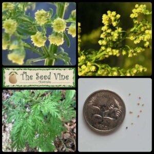 Artemisia annua - Sweet Wormwood