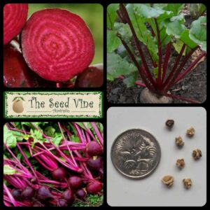 Beta vulgaris - Beetroot Detroit Red - main