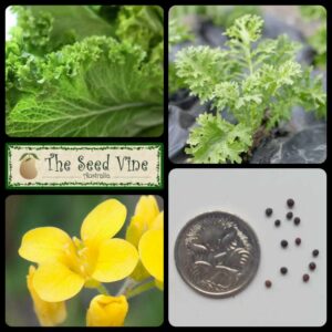 Brassica juncea - Mustard Wasabi - main