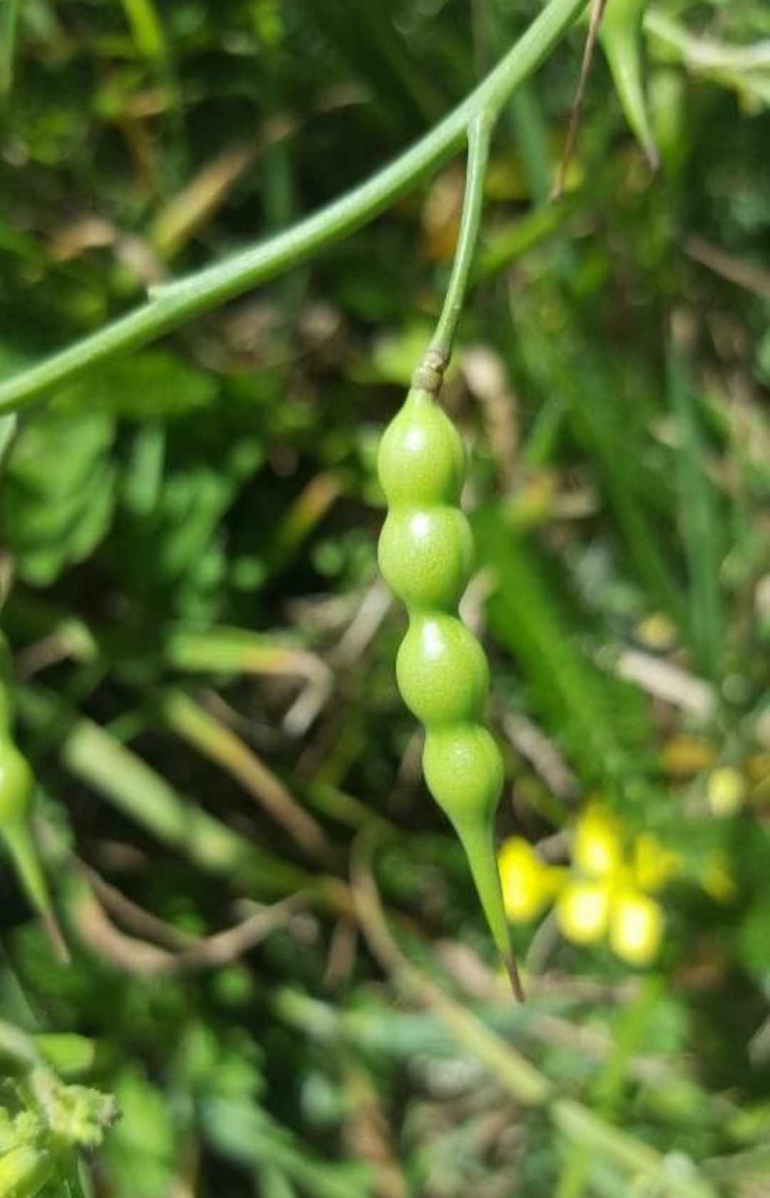 Brassica nigra - Black Mustard (Organic) - Image 3