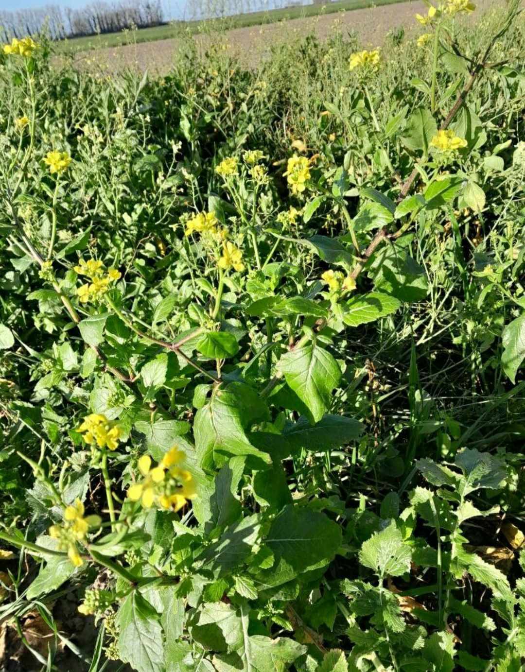 Brassica nigra - Black Mustard - plant stem flowers leaves