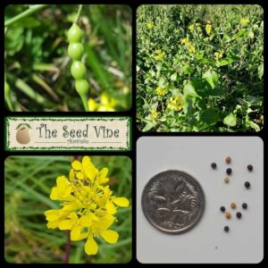 Brassica nigra - Black Mustard - main