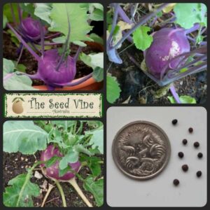 Brassica oleracea - Kohl Rabi Purple - main