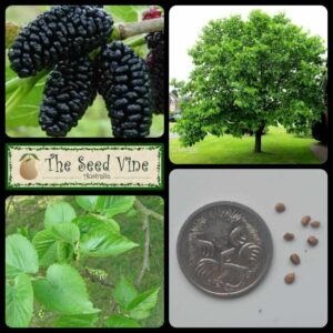 Morus nigra - Black Mulberry - main