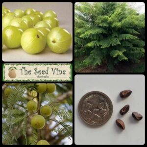 Phyllanthus emblica - Indian Gooseberry - main