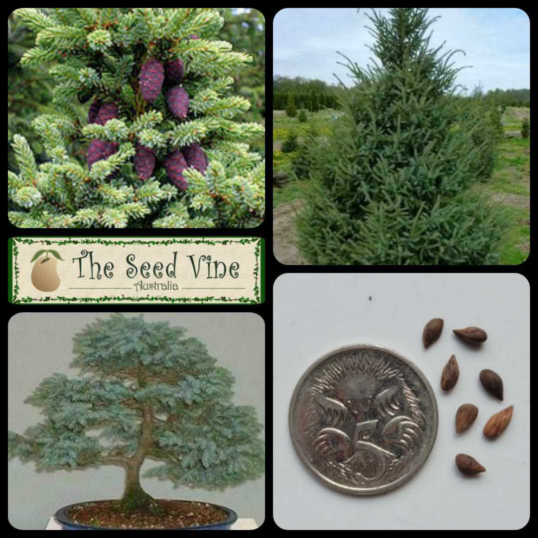 Picea mariana - Black Spruce - The Seed Vine