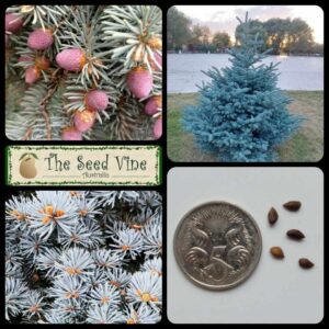 Picea pungens - Colorado Blue Spruce - main
