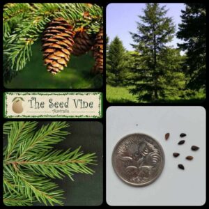 Picea rubens - Red Spruce - main
