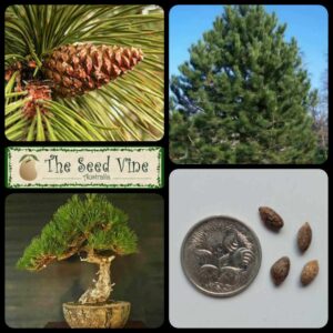 Pinus nigra - Austrian Pine - main
